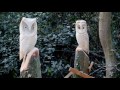 Woodcarving: 2 owls