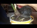 kerdilkan bonsai kelapa kembar