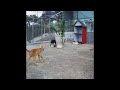 🐕🐱 Try Not To Laugh Dogs And Cats 😍🐈 Best Funny Animal Videos #16