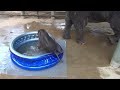 Baby Elephant Bath Time Part2  - ElephantNews