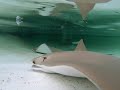 Petting Stingrays