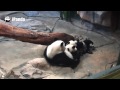 China's giant panda triplets celebrating first birthday