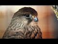 Calming Music with Beautiful Nature Videos • Reduce Stress, Anxiety & Depression, Bird Sounds