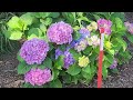 Finding Hydrangeas That Bloom - Update (2nd Video) Featuring Trial Results of the BEST 13 Selections