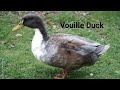 50 Breeds of duck || 🦆🦆🦆 || Duck kinds || The Information Hunt