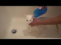 How to Bathe your Cat that Hates Water (6 Step Tutorial) | The Cat Butler