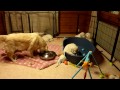 Golden Retriever Mum educating her puppies aged 7 weeks