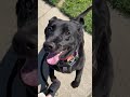 Check out this EXCITED Black Lab - Walk Time! #shorts, #dogs