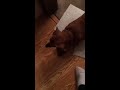 Copy of Sparky the Dachshund Versus The Bagel