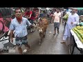 Bhai Koto Nilo 2023 | Shahjahanpur Cattle Market | Qurbani Cow Price 2023 | Gorur Haat Update