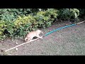 Cute Wild Kitty plays with leaky water hose