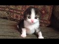 Two-Week Old Kitten Lets Out A Roar