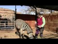 Conversations with a Zebra