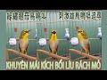 Vành khuyên mái kích bổi líu, nhanh lên lửa sau 1tuần,nghe là líu ,nghe là lên lửa  綠繡眼母鳥鳴叫～刺激雄鳥鳴唱追尋