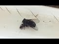 A spider with a fly (my son's video)
