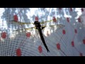 Dragonfly as a pet =)