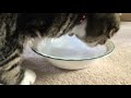 Cat drinking for 57 seconds
