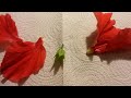 Dissecting The Hibiscus Flower