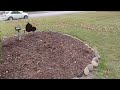 BLOWING LEAVES OFF FLOWER BEDS