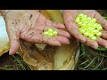 The process of collecting pearls from clams, this clam is twice as big as my head