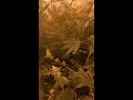 Gg#4 the josey Wales cut grape ape grand daddy purple and a bag seed