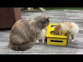 Angry Mother cat protects her Kittens and doesn't let anyone approach them