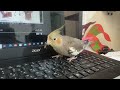 😁😍💪🏻#viral #birds #cuteanimals #viralvideo