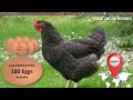 Ranking of All Chicken Breeds Based on Egg Production 🥚🐔 | Eggs | Hens | Chickens | Chicken Eggs