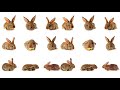 EASTER - Bunnies for Kids - Rabbits and Hares - Animals for Kids - Rabbit Facts