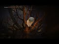 Shadow of the Erdtree, The Movie: But its me Climbing a Tree for 3 Hours