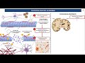 Fisiopatología- Enfermedad de Alzheimer