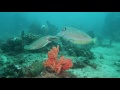 Masters Of Camouflage: The Cuttlefish