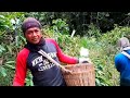 COFFEE HARVEST IN A MOUNTAIN VILLAGE