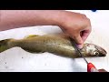 How to Fillet ANY Fish (SIMPLEST Method for BEGINNERS!)