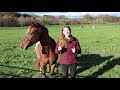 HOW TO CLEAN A HORSE STALL (Step-By-Step)