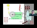 Shedding light on photosynthesis