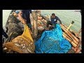 Sea fishermen's nets fill with jellyfish that four men cannot pull | Fishiib