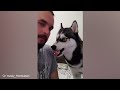 Huskies are so Dramatic😂 Funniest DOGS and ANIMALS 2024