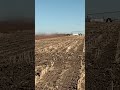 spreading composted manure.