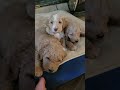 Beautiful F1B goldendoodle puppies