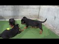 Rottweiler 60 days old,B Litter