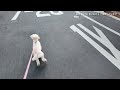 トイプードル散歩 Dogwalk Toypoodle  by DJI Osmo Pocket 3