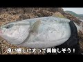 青物に効果抜群…何を投げても無反応な日にこのカラーを投げると途端に魚が狂いました