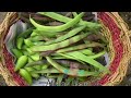 Harvesting Lau/Ranner Beans French Beans & Patol Harvesting Scarlet Runner / Shakher Bagan Uk2023 p5