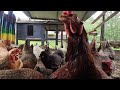 Backyard Chickens - June 23, 2024 - Daily Video 🐣🐥🐤🐔🐓