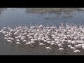 K❤YSERİ Hürmetçi Sazlığı Flamingo 4K Drone Video 🇹🇷   #kayseri #birds #flamingo #animals #erciyes