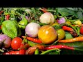 Villagers harvesting lots of organic vegetables and fruits at countryside, Nagaland village life