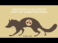 How Civet make World Most Expensive Coffee - Civet Coffee Farming - Coffee Harvest and Processing