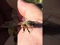 Honeybee cleaning herself after almost drowning in our goldfish tank.