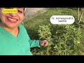 13 Herbs & Spices you must grow | जड़ी-बूटियाँ मसाले  #getmyharvest